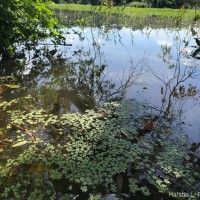 Spirodela punctata (G.Mey.) C.H.Thomps.